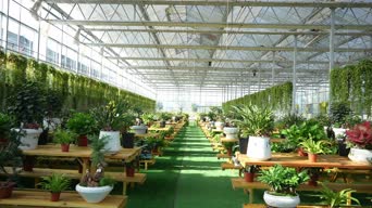 乡村生活,植物,萌宠,植物,花,全景