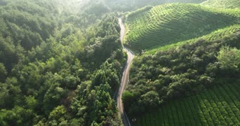 旅拍风景,配音,树木,植物,自然植物,全景