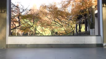 旅拍风景,配音,树木,植物,全景