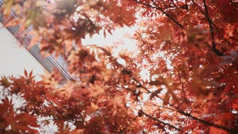 配音,知识,植物,树木,全景