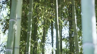 配音,照片,竹子,植物,树木,全景
