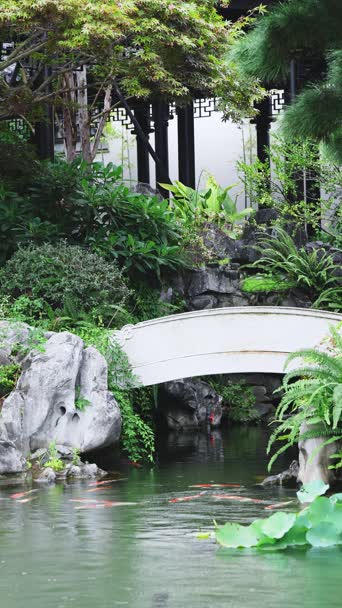 旅拍风景,配音,植物,树木,全景