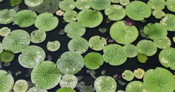 旅拍风景,配音,人文科普,养生健康,植物,花,全景