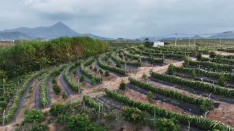乡村生活,美景,大自然,火车,植物,树木,全景