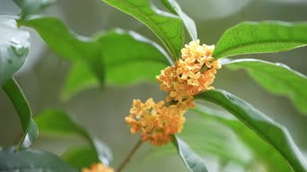 乡村生活,配音,养生健康,植物,树木,花,全景