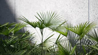 植物,花,植物,树木,锯叶棕,全景