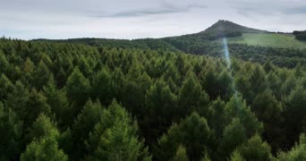 旅拍风景,大自然,美景,记录,树木,植物,森林,全景