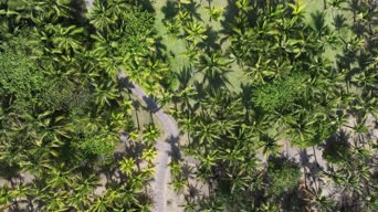 旅拍风景,配音,树木,植物,全景