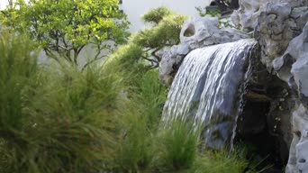 配音,植物,树木,全景