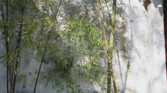 美景,大自然,树木,植物,瀑布,全景