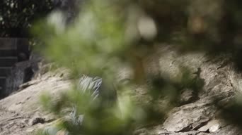 农村,大自然,树木,植物,衣服,悬崖,全景