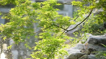 配音,树木,植物,全景