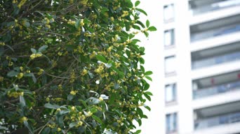 配音,树木,植物,全景