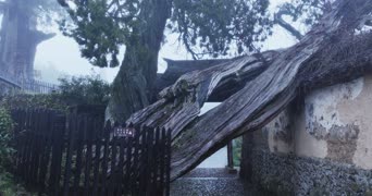 旅拍风景,配音,树木,植物,全景
