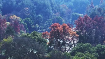 旅拍风景,配音,知识,树木,植物,全景,哈冷齐
