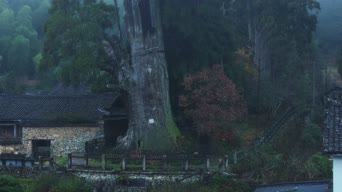 旅拍风景,美景,大自然,树木,植物,全景