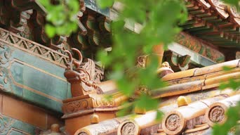 旅拍风景,宠物周边,工作,树木,全景