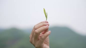 广告,美景,植物,全景