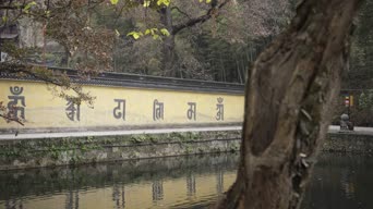 旅拍风景,配音,树木,植物