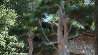 旅拍风景,配音,树木,植物,全景