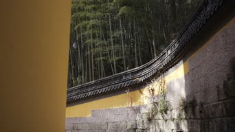 旅拍风景,配音,树木,植物,全景