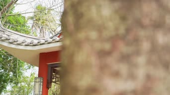 生活日常,配音,照片,树木,植物,全景