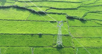 旅拍风景,配音,知识,树木,植物,全景