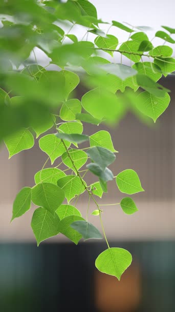 自然科学,植物,树木,全景