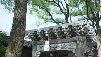 旅拍风景,配音,知识,树木,植物,全景