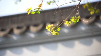 职业技能,配音,植物,全景