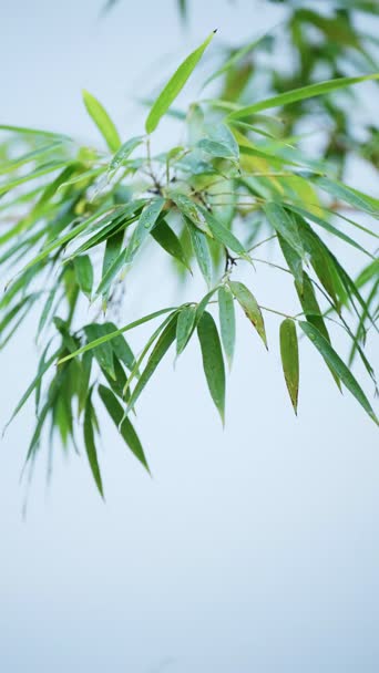 配音,植物,树木,全景