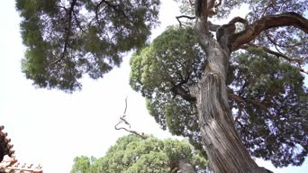 旅拍风景,配音,树木,植物,全景