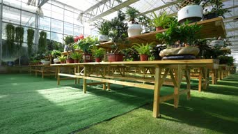 生活日常,植物,萌犬,萌宠,vlog,美景,植物,桌子,花,全景