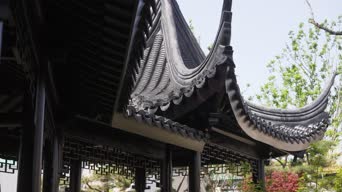旅拍风景,配音,知识,树木,植物,全景