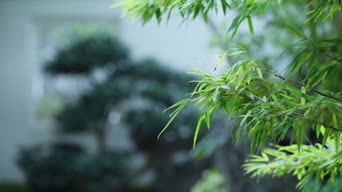 美景,大自然,花,植物,树木,全景