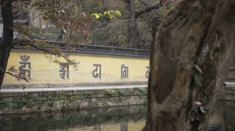 旅拍风景,配音,树木,植物,全景