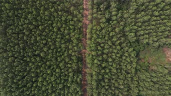 旅拍风景,配音,树木,植物,全景