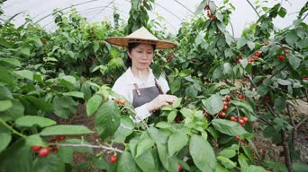 乡村生活,女神,植物,蔬菜,植物,花