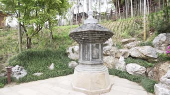 旅拍风景,配音,树木,植物,全景