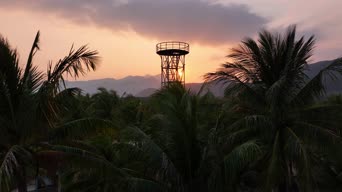 美景,夕阳,树木,植物,全景