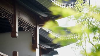 配音,知识,树木,植物,全景