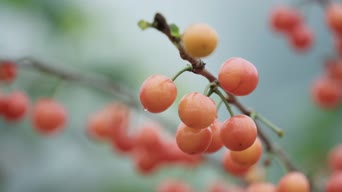 街拍,其他,神曲,食物,植物,全景
