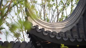 配音,树木,植物,全景