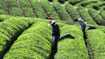 乡村生活,美景,大自然,树木,植物,散步,全景