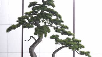 手工艺,家具,树木,植物