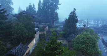 旅拍风景,配音,知识,树木,植物,全景