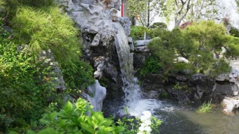 配音,植物,树木,全景