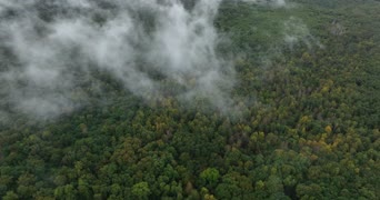 旅拍风景,大自然,美景,树木,植物,森林,全景