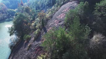 旅拍风景,配音,知识,树木,植物,全景