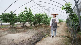 乡村生活,农村,农民,果园,植物,树木,衣服,伞,全景